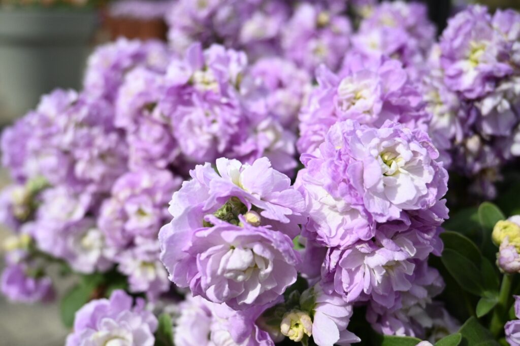 ミラーレスカメラで撮影したお花の写真