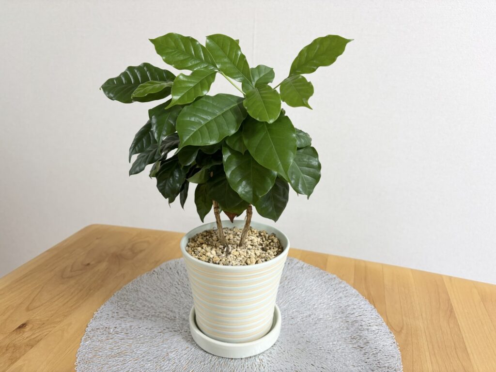 コーヒーの木の写真