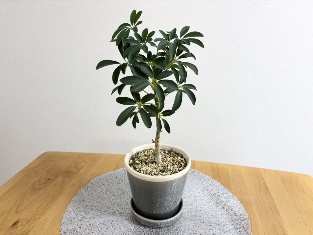 シェフレラの写真