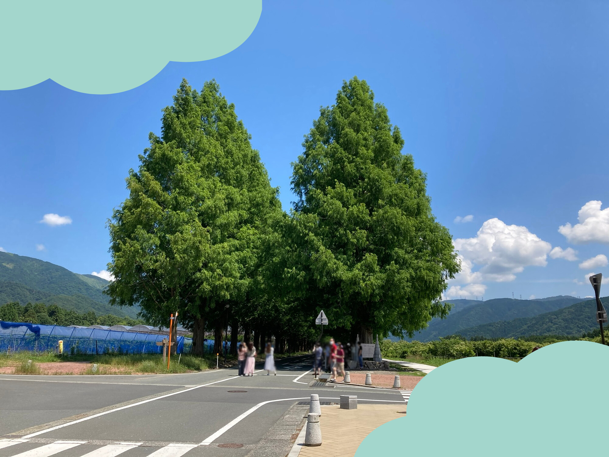 メタセコイア並木の写真