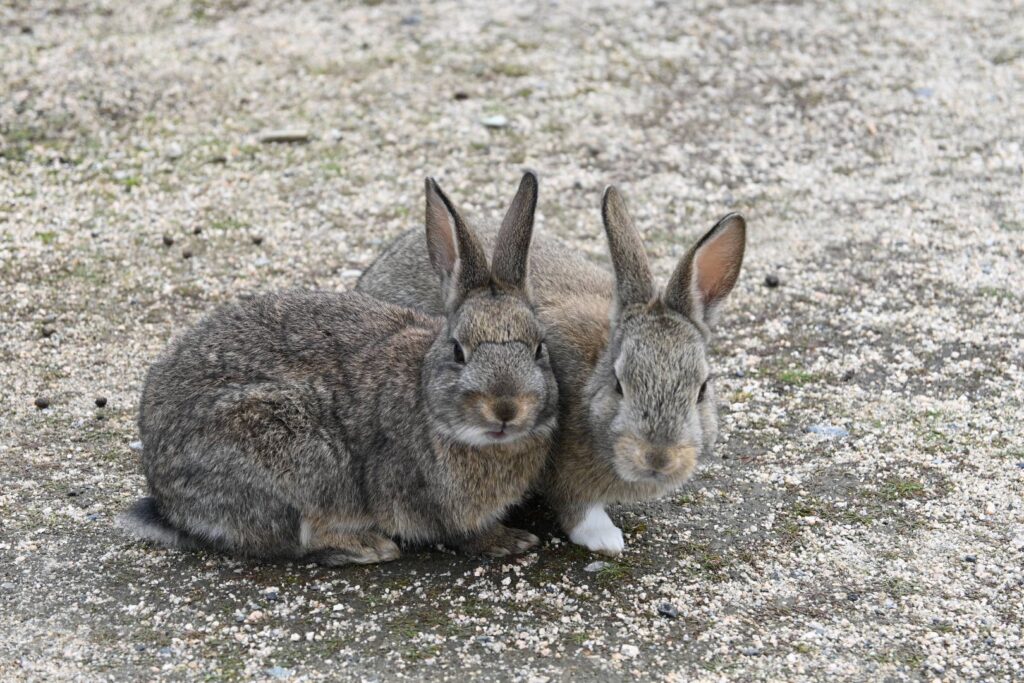 大久野島のうさぎ